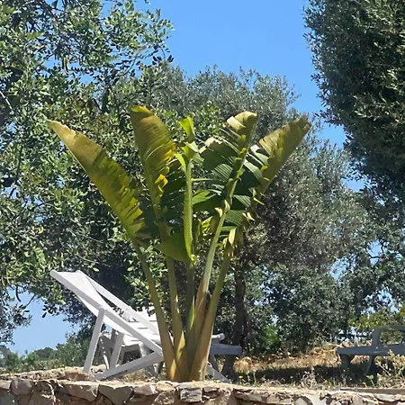 Casa Oliveira Holiday home